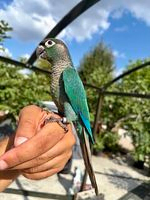   Très Belles Conure Molinaé EAM TRÈS BIEN APPRIVOISER Bagué26 
