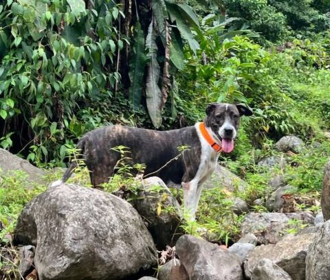 Frida, femelle croisée berger, née le 20/03/2022 &#128054; 380 76000 Rouen