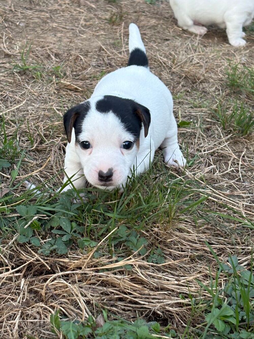 Annonce chien, chiot, Corcoué-sur-Logne (44650) - WA178089166 ...