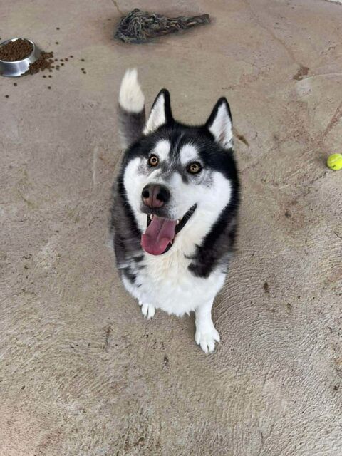 BOJKA husky 4 ans 280 59300 Aulnoy-lez-valenciennes