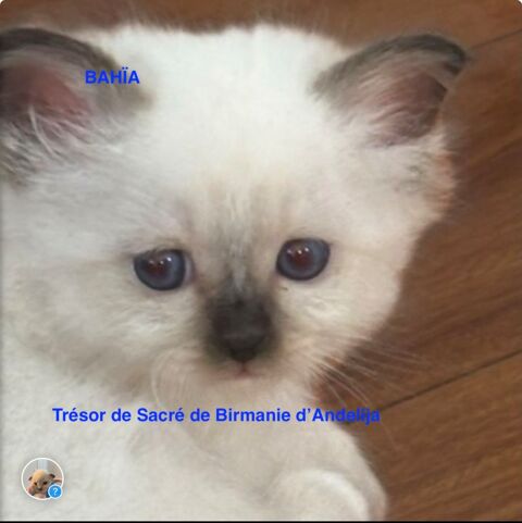 Les chatons &agrave; r&eacute;server payement en plusieurs fois possible 900 75015 Paris