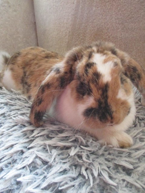 jeune lapine bélier géant, vaccinée 50 18200 Saint-amand-montrond