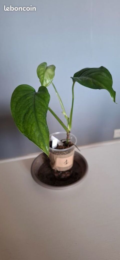 Monstera obliqua filamentous bouture 1 Clermont-Ferrand (63)
