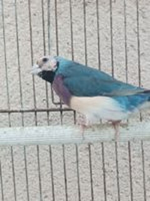   Diamant de Gould bleu 