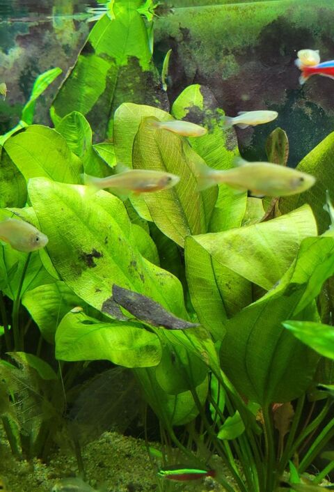  DANIOS PERLES (danios albolineatus) 7 94120 Fontenay-sous-bois