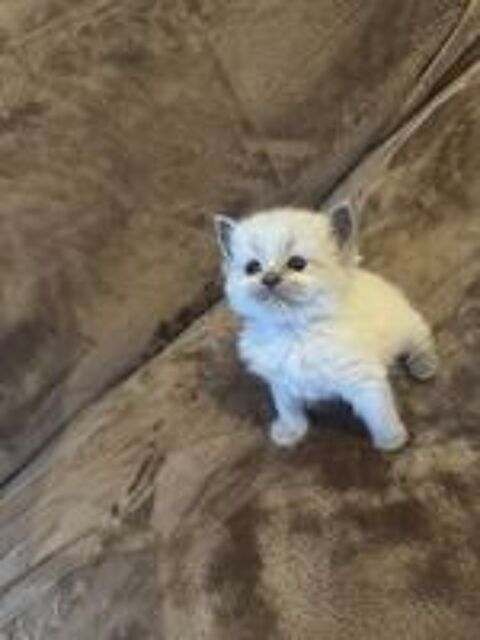   Chaton Ragdoll LOOF mâle Blue Point disponible 