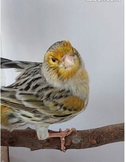 Canari m&acirc;le 30 81100 Castres