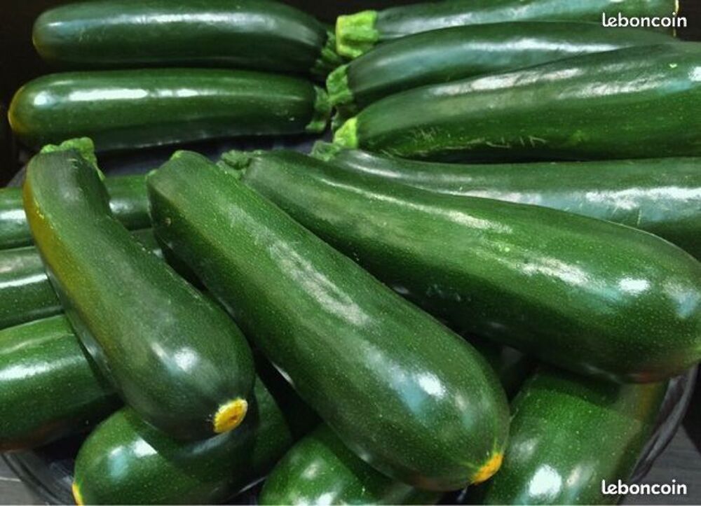 Graines de courgettes + potiron + melon + poivron + past&egrave;que Jardin