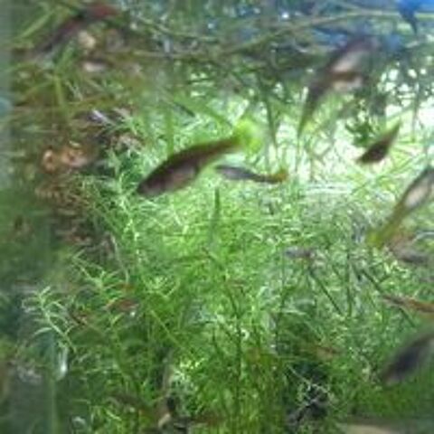   plantes aquarium et guppy 
