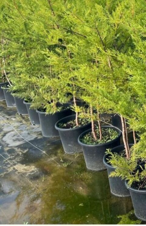 Leyland 5 Angoulme (16)