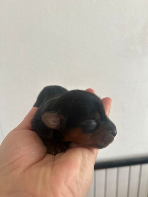 Yorkshire terrier 1100 85220 La chapelle-hermier