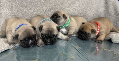 Magnifique Bouledogue Francais L.O.F 1500 89100 Sens