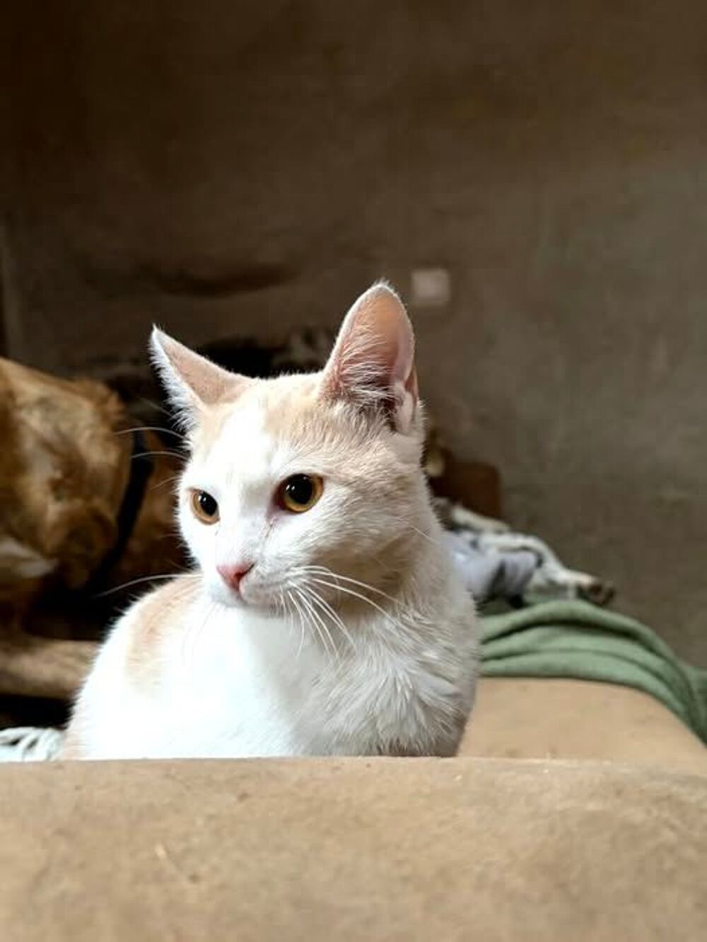   Chat BIANCA � l adoption 