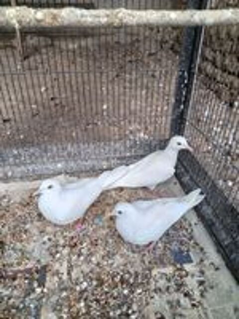   Jeunes colombes blanches 