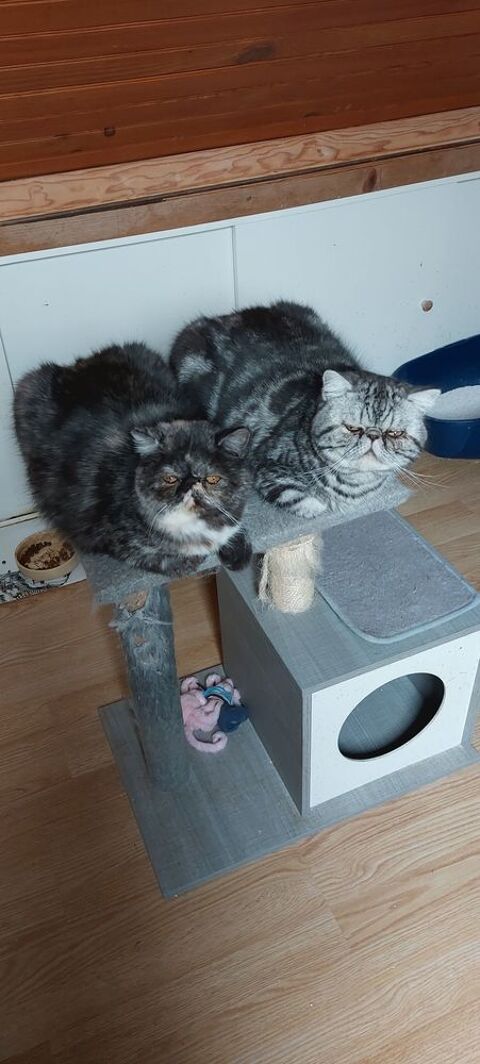 Magnifiques exotics shorthair 650 95500 Le thillay