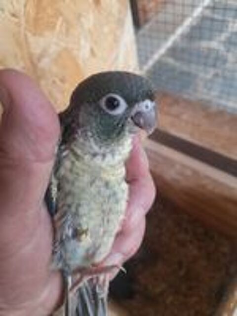   petits perroquets conure molinae 