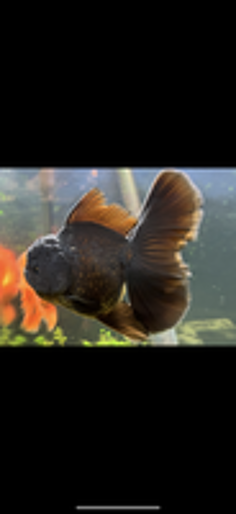   Poisson Oranda, japonais, voile de Chine, tête de lion  