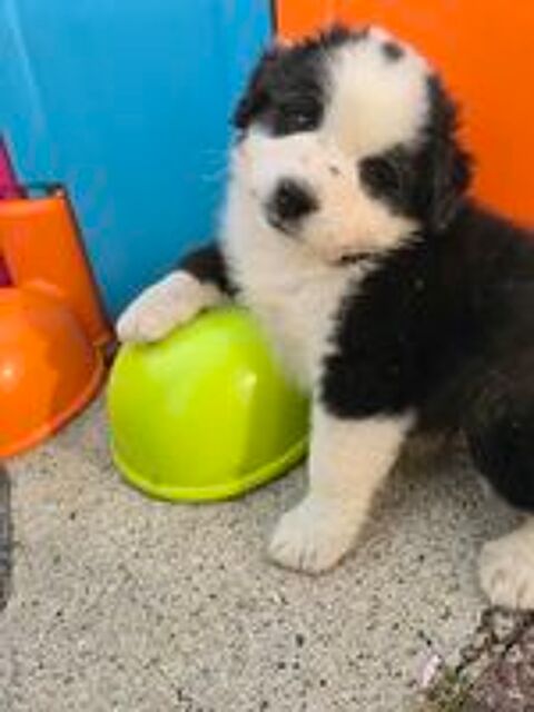   Chiots berger australien lof  