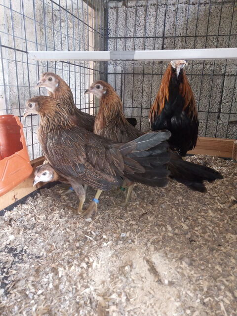 Poules de race Javanaise 12 25500 Les fins