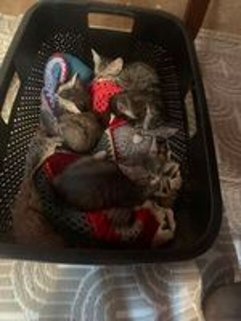   Donne chaton  