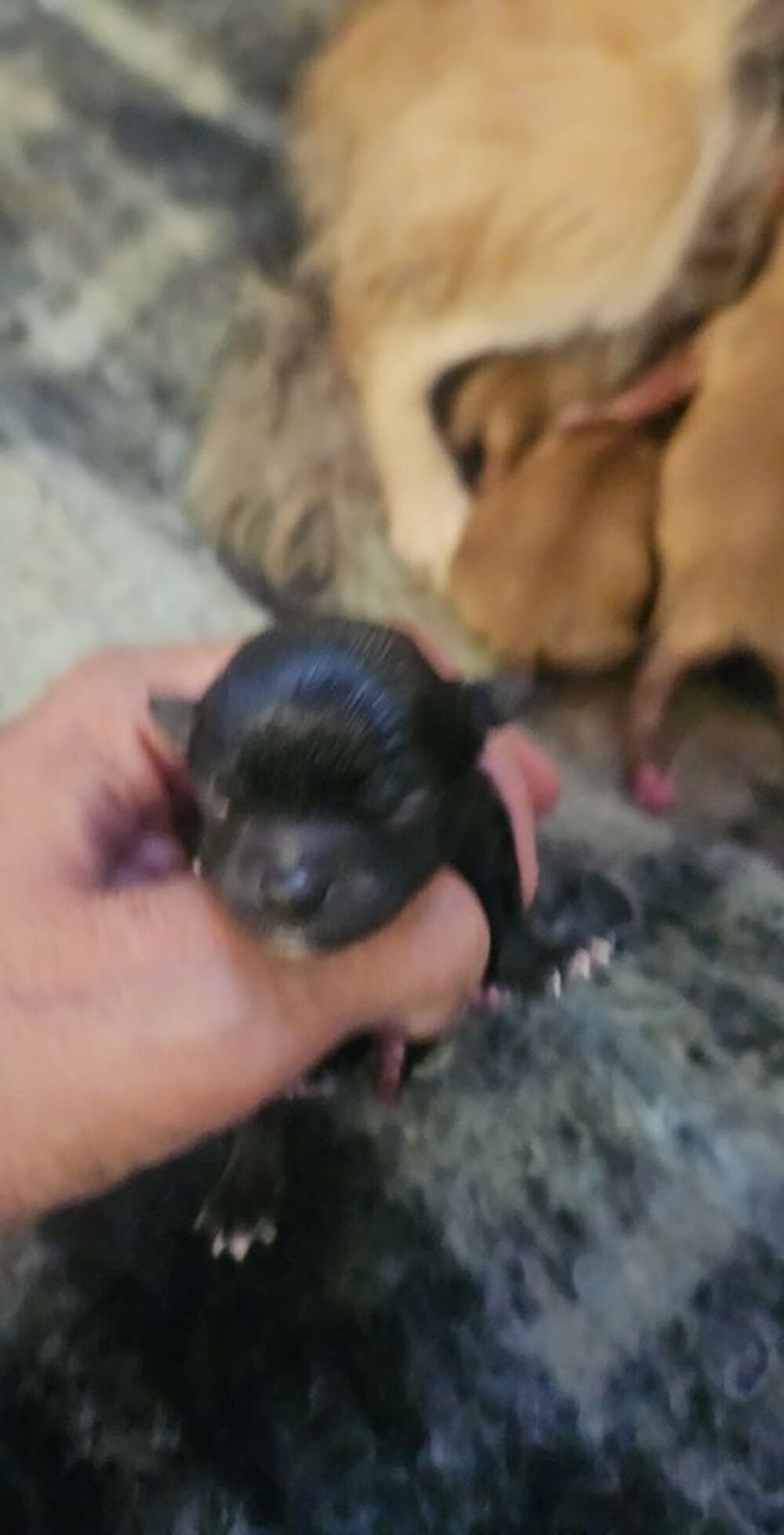   Chihuahua  