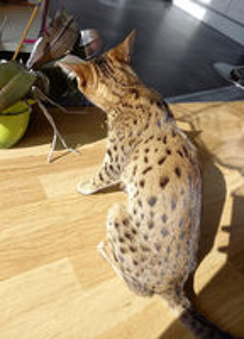   Chatte Savannah 