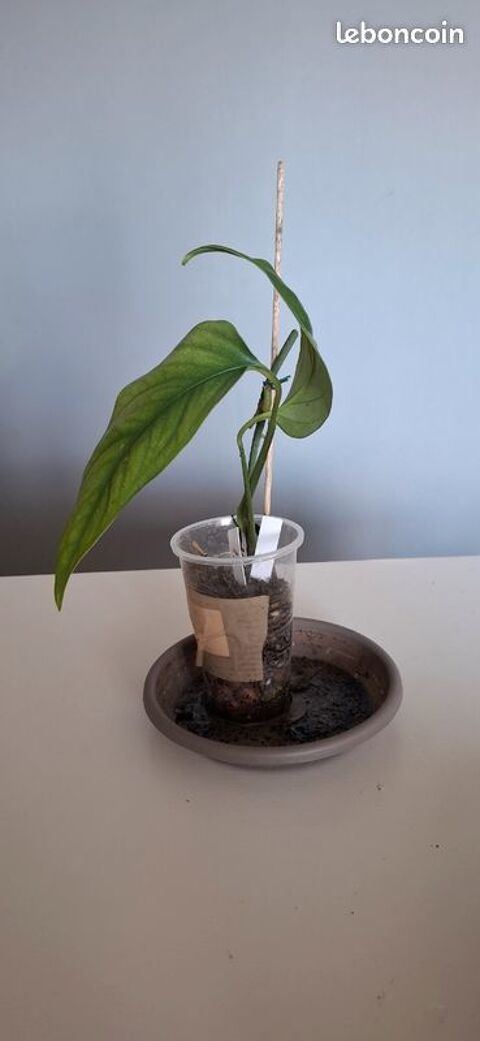 Monstera obliqua filamentous bouture 9 6 Clermont-Ferrand (63)