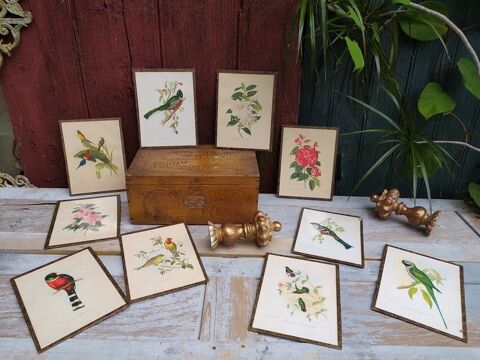 Planches Lithographiées Ornithologie et Botanique Gould  Loches (37)