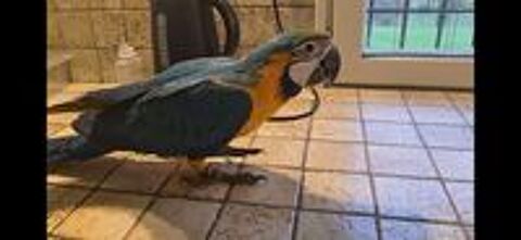   Jeune Ara Ararauna EAM 