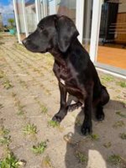   Lupin, croisé cane corso à adopter 