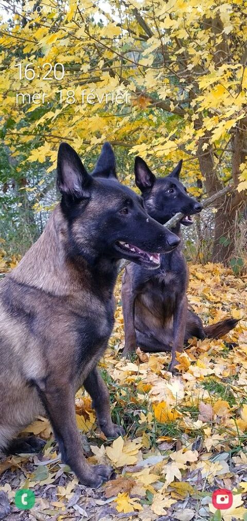 2 chiots malinois a adopter 0 91240 Saint-michel-sur-orge