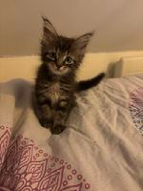   Chatons Maine coon  