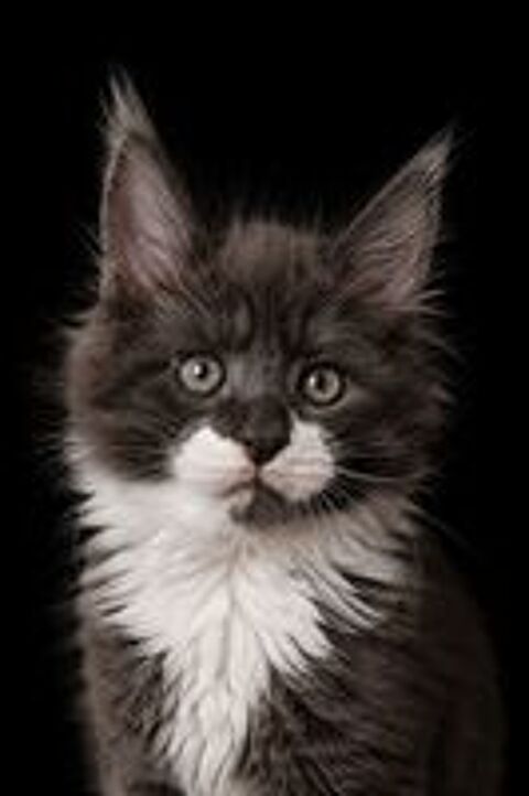   Maine Coon : 