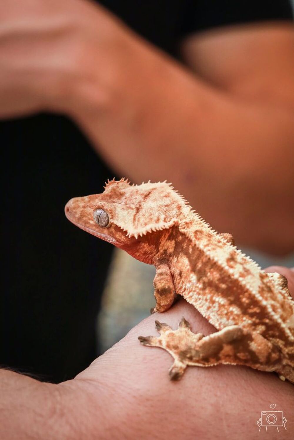 2 billets le salon Animal Expo les 24 et 25 octobre &agrave; Paris Billetterie