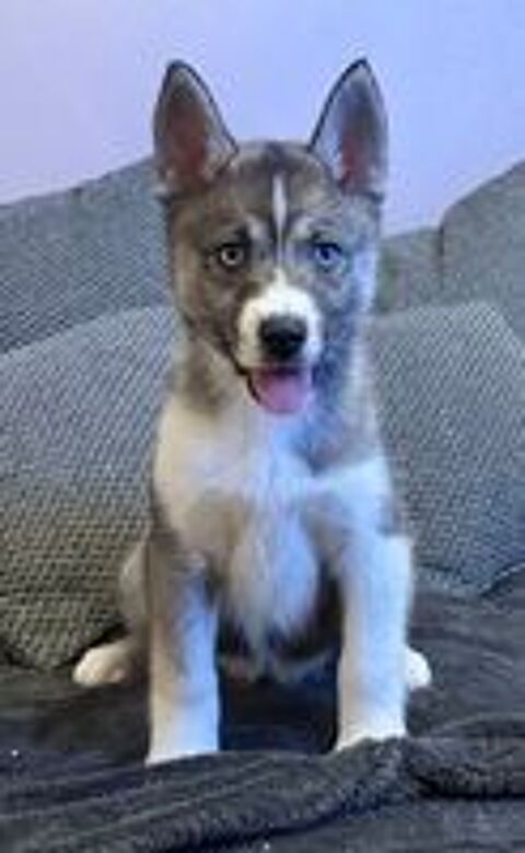   Chiots Husky sibrien LOF 