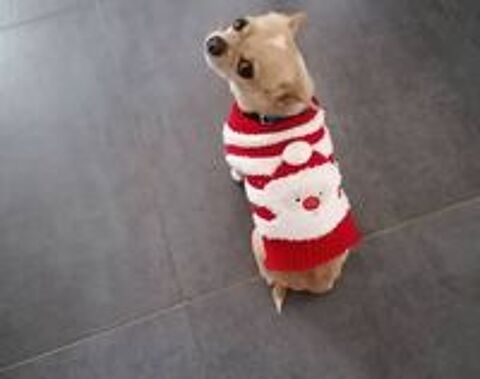   Saillie chihuahua  