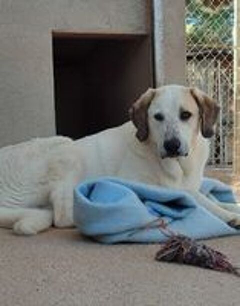   Magnifique mastin espagnol à adopter 