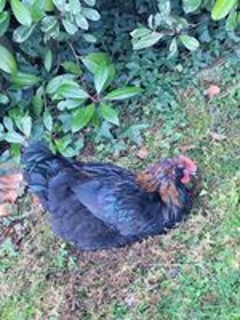   Vent jeune coq 5 mois  