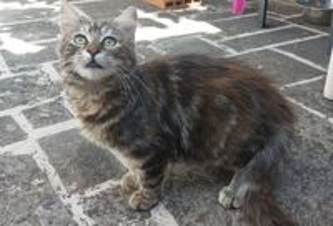   Chatons cherchent famille pour adoption responsable 