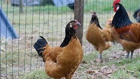 Poule  Vorweck ide cadeau anniversaire, ftes des mres. 77540 Courpalay