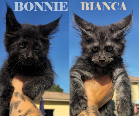 Chatons Maine Coon LOOF 1500 33000 Bordeaux