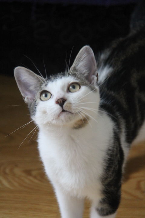 OUPS CHAT GRIS & BLANC 2 ANS 195 92260 Fontenay-aux-roses