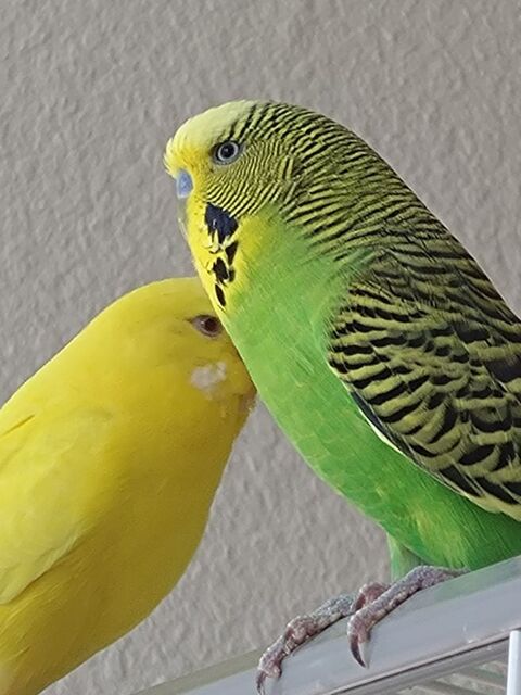 Perruche ondul&eacute;es de couleur vert jaune, perdu Al&egrave;s Rochebel 0 30100 Al�s