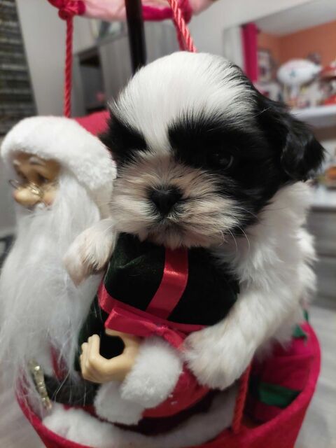 Shihtzu 750 16220 Vouthon