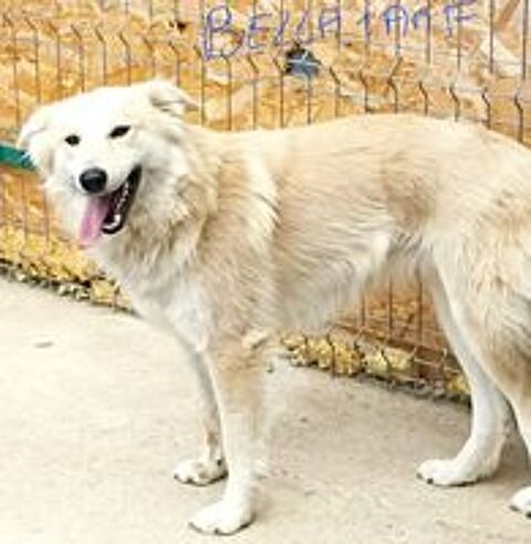   BELLA FEMELLE 1AN NON ST�RILIS�E  A SAUVER DE ROUMANIE ADOPTION OU ACCEUIL  