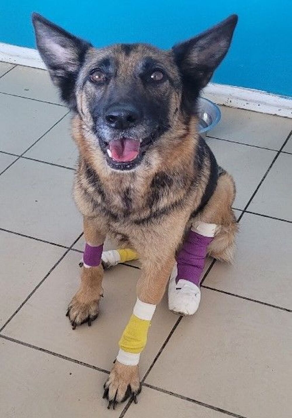   BELLE, chienne type berger miniature, 4 ans, 17 kilos 