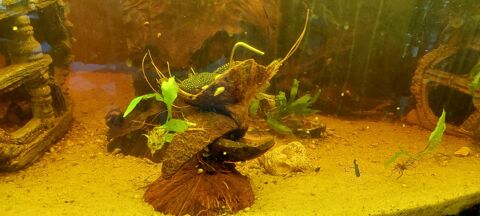 Support courgette en Noix de Coco crevettes et loricariidaé 4 44310 La limouzinire