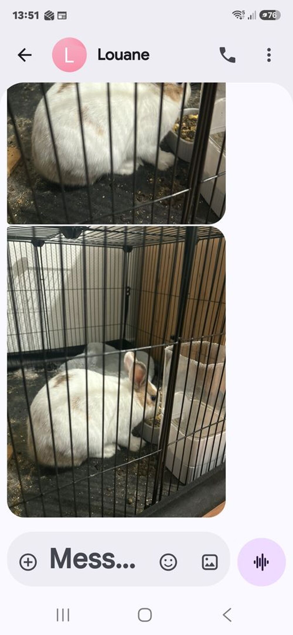   Donc lapin nain 