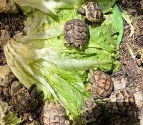   Tortues greca née été 2025  