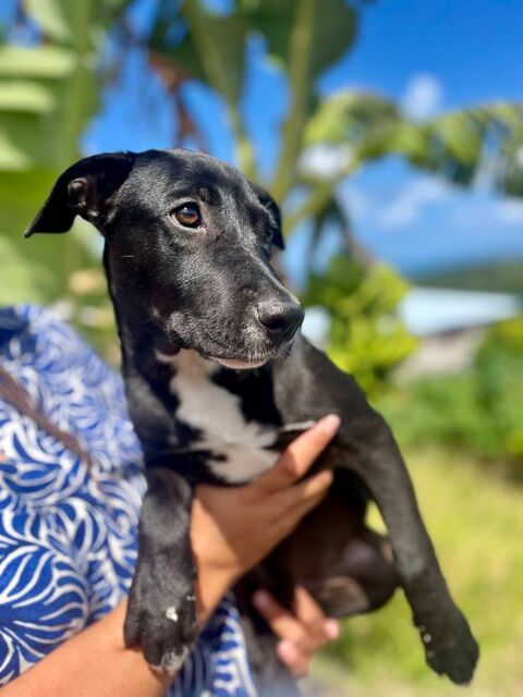 Isis, femelle crois&eacute;e berger, n&eacute;e le 06/11/2025 🤍 300 22000 Saint-brieuc